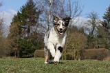 BERGER AUSTRALIEN PUPPIES 385